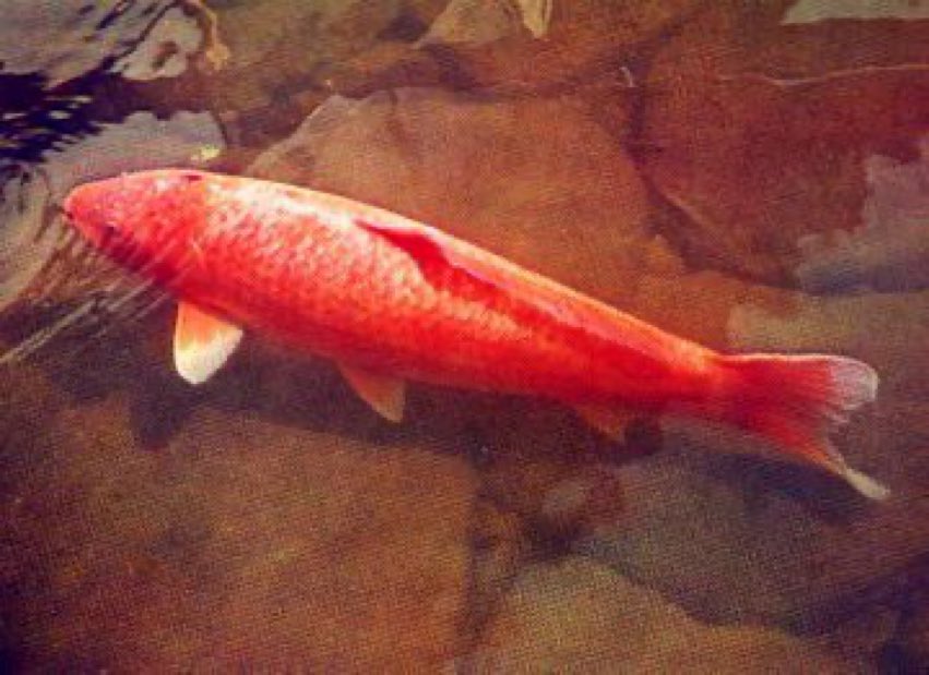 Bu balığın adı Hanako, Koi türünden bir Japon balığı kaç yıl yaşar
